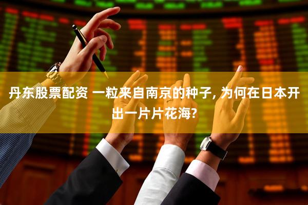 丹东股票配资 一粒来自南京的种子, 为何在日本开出一片片花海?